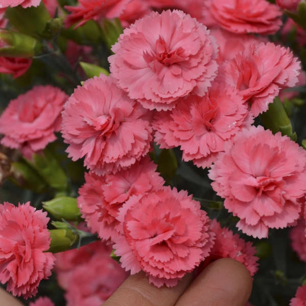 Dianthus 'Classic Coral' NEW 2022